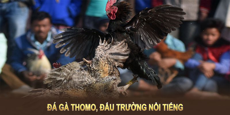 Đá gà Thomo, đấu trường nổi tiếng mang đến những trận đấu kịch tính